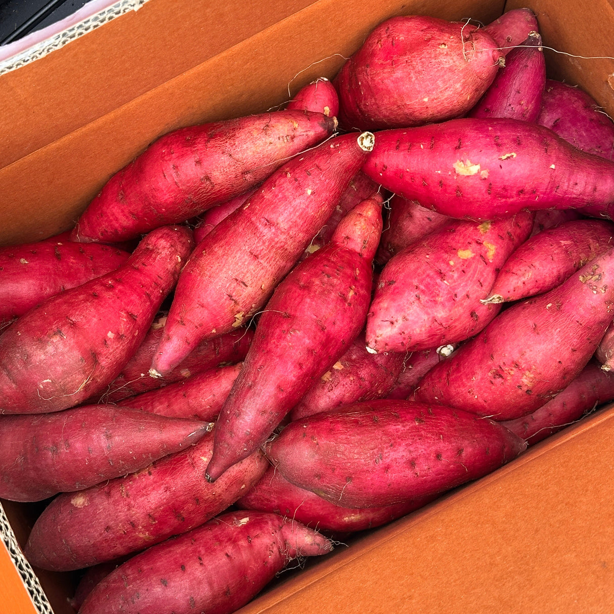Fresh Korean Pumpkin Sweet Potato, 1kg