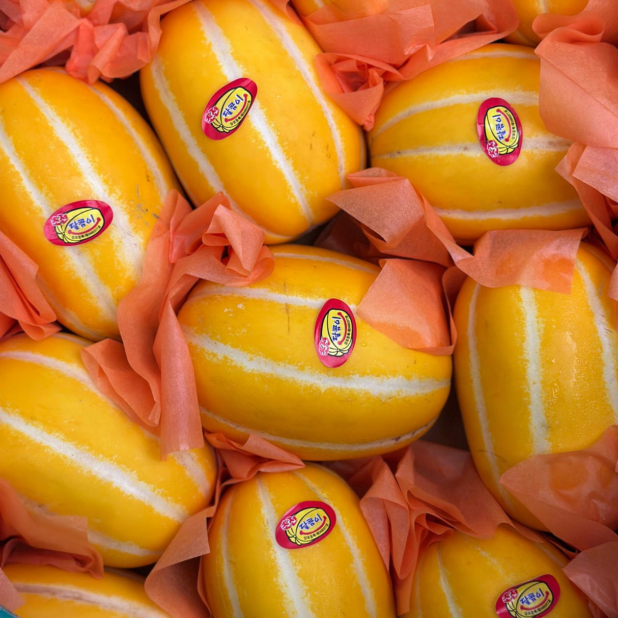 Fresh Korean Oriental Melon 3pcs