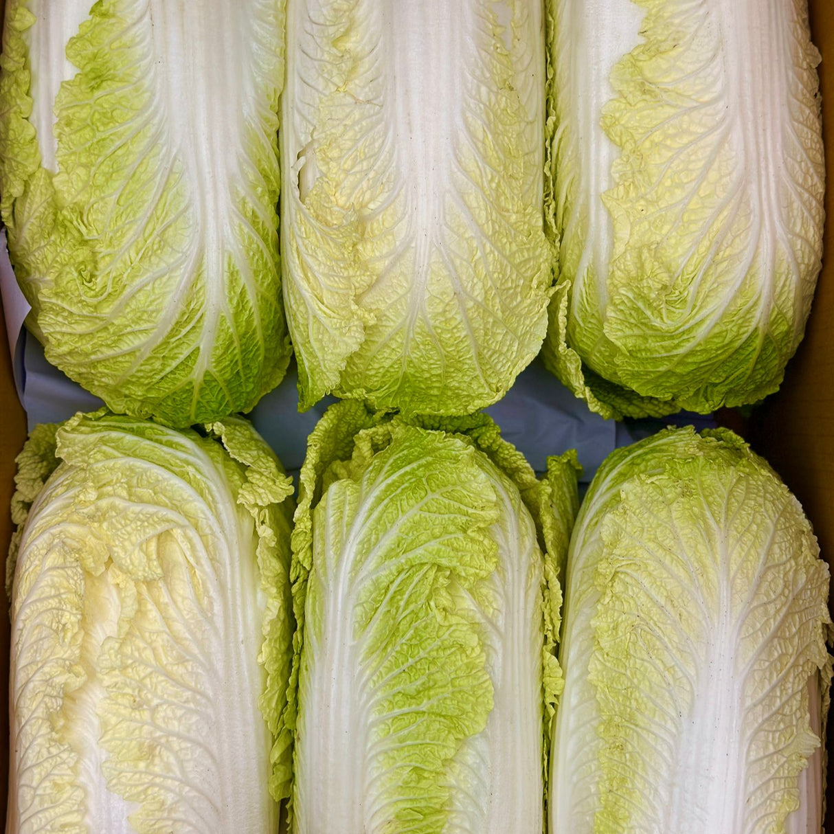 Fresh Korean Ssam Cabbage
