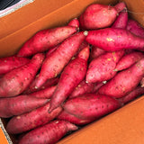 Fresh Korean Chestnut Sweet Potato, 1kg